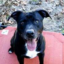 Thumbnail photo of Rocky #3