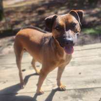 Thumbnail photo of Bruno #2