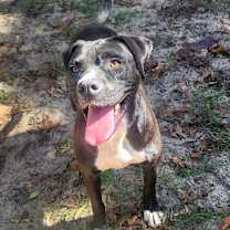 Thumbnail photo of Tyson (Mike) #2