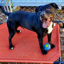 Thumbnail photo of Rocky #4