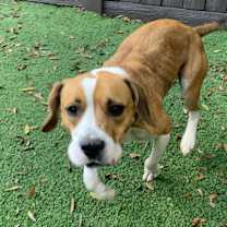 Thumbnail photo of Tornader #2