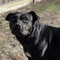 Thumbnail photo of Sailor AKA Ebony 8173 #2