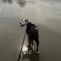 Thumbnail photo of Murphy #2