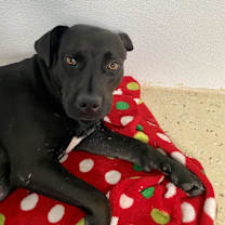 Thumbnail photo of Sailor AKA Ebony 8173 #4