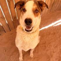 adopt-pet