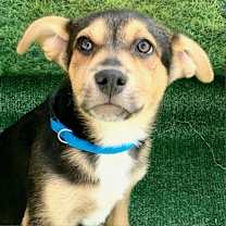 adopt-pet