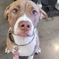 adopt-pet