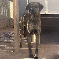 adopt-pet