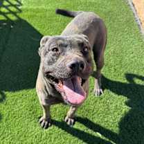 adopt-pet