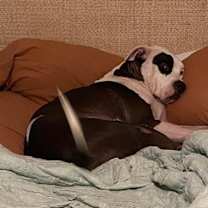 Thumbnail photo of Murphy #4