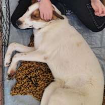 Thumbnail photo of Quatro #2