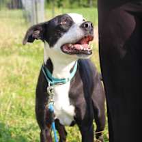 Thumbnail photo of Ferdinand #3