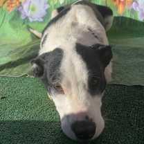 Thumbnail photo of Larry2 #3