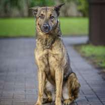 Thumbnail photo of Henderson AKA Fred #1