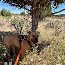 Thumbnail photo of Luz #4