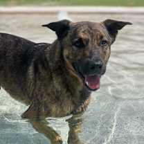 Thumbnail photo of Henderson AKA Fred #2