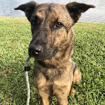 Thumbnail photo of Henderson AKA Fred #3