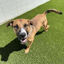 Thumbnail photo of Duke #3