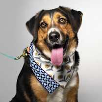 Thumbnail photo of Schroeder #1