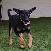 Thumbnail photo of Maggie #1