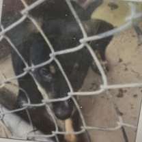 Thumbnail photo of Maggie #2