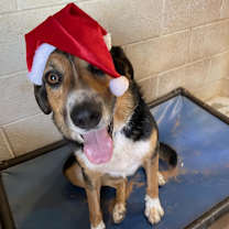 Thumbnail photo of Schroeder #3