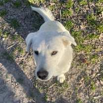 Thumbnail photo of Bob #1