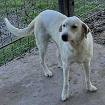 Thumbnail photo of Tara #1