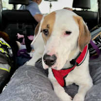 Thumbnail photo of Loki #1