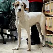 Thumbnail photo of Loki #2