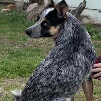 Thumbnail photo of Cora #4