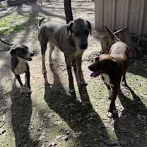 Thumbnail photo of Reagan #3