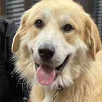 Thumbnail photo of Heska #2