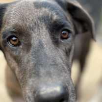 Thumbnail photo of Twain #4