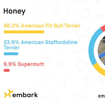 Thumbnail photo of Honey #3