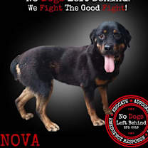 Thumbnail photo of Nova8225 #1