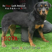 Thumbnail photo of Nova8225 #2