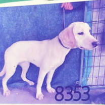 Thumbnail photo of Meredith 8353 #4