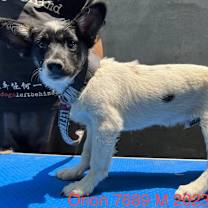 Thumbnail photo of Orion 7689 #2