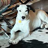Thumbnail photo of Lexie #1