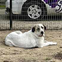 Thumbnail photo of Snowy #2