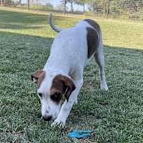 Thumbnail photo of Lutz #2