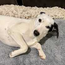 Thumbnail photo of Lexie #4