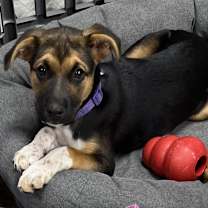 Thumbnail photo of Annie #1