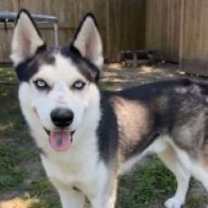 Thumbnail photo of Rogue #2