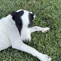 Thumbnail photo of Livvie #3