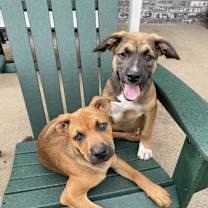 Thumbnail photo of Archie #4