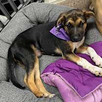 Thumbnail photo of Annie #4