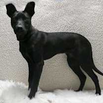 adopt-pet