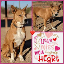 adopt-pet